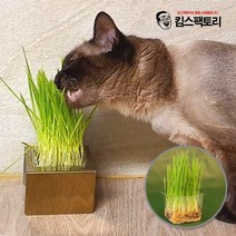 다양한 고양이먹는풀 인기 순위 TOP100 제품들을 확인해보세요