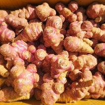 국내산 생 돼지감자 5kg 10kg [꼭지네 농산물]