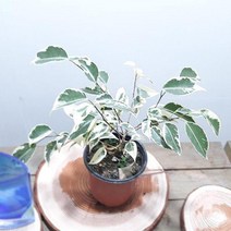 칼라벤자민 실내공기정화식물 플랜테리어 키우기 쉬운 공기청정식물 반려식물 인테리어식물
