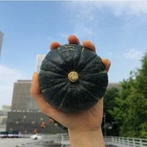 [단호박네] 국내산 보우짱 미니밤호박, 미니밤호박 2+1kg