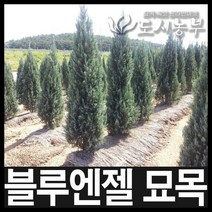 블루엔젤 키25cm내외 4치포트 묘목 나무 원예 식물