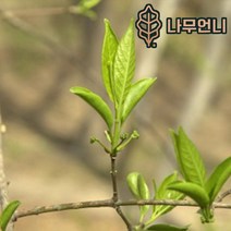 참빗살나무 나무언니, 실생1년특묘 2개묶음