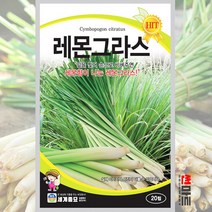 레몬그라스 씨앗 20립 / 다년생 베트남 향신료 채소 허브 허브씨 Lemon grass seed 세계종묘