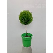 24900 핫도그 외목대 율마 중대품 55~80cm, 1개