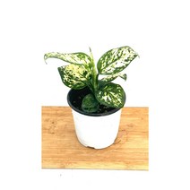 [골든플랜트] 아글라오네마 엔젤슈퍼화이트 코코화이트소품 실내공기정화식물 실내인테리어식물, 1개