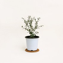 마이플랜트 [마이플랜트]올리브나무 공기정화식물 소형 식물키우기 모종, 선택완료, 올리브 나무