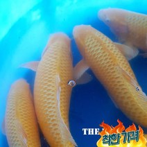 비단잉어 황금 50cm연못용금붕어잉어민물고기열대어황금비단잉어, 비단잉어 백금 50cm