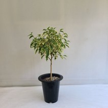 칼라벤자민 토피어리 실내공기정화식물 반려식물 플랜테리어 온누리꽃농원