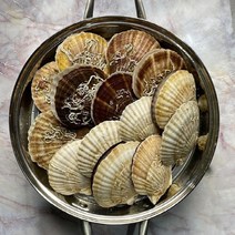 압도적 크기!! 기가막힌 맛!! 북해도 대왕 참가리비 1kg 7~10미 입안 꽉 차는 씨알 성인남성 주먹 크기