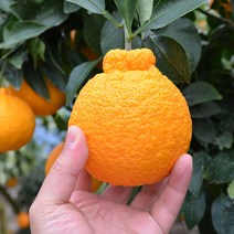 (담아팜) 최상품 꿀당도 한라봉 3kg 5kg 10kg, 한라봉 3kg 중소과 (13-15과) 벌크포장, 1개