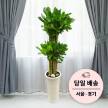 에코플랜트 실내 공기정화 식물 개업식 사무실 이전 승진 까페 개원 집들이 선물 개업 축하 화분 배달 [서울 경기 당일배송]<토요일 오후 일요일 주문건 월요일배송>, 03. 황금죽, 1개” class=”wr-img”></a></div></div></div></div><div class=
