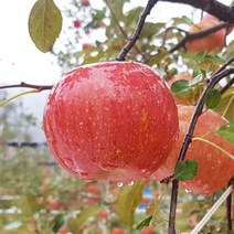 평창사과 프리미엄 고랭지 부사사과 5kg 13-14내외 오대산사과, 상세페이지 참조