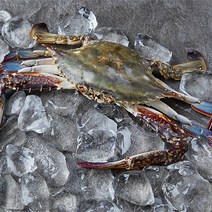 산지직송 전남 고흥 활 숫꽃게 1kg 대/2-3미 210467