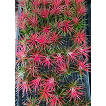 행복한꽃순이//이오난사/틸란드시아/공중식물 묶음, 10개