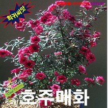 (꽃나무씨앗) 호주매화(뉴질랜드라나무) 10립, 상세페이지 참조