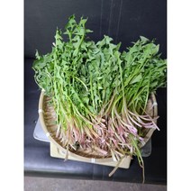 #가락시장 나물이네# 당일경매 /쌈싸름한맛이 봄입맛을돋구는 민들레잎 2kg 1kg 400g 내외// 오후 2시이전주문당일출고99% / 주말 공휴일제외, 1개
