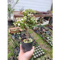 25~40cm 무늬아악무 은행목 외목대 149