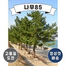 (나무85) 해송(흑송) 플러그묘 (4주묶음)