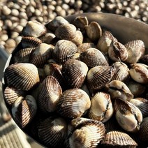[당일조업] 국내산 벌교 새꼬막(생물), 1kg 대(75-85미 내외), 1개