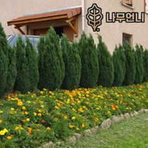 엘우디 상록수 싸이프러스 나무언니, 키 100cm 분묘, 1개