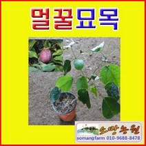 (D소망)칠자화나무묘목 2년생(포트) 2그루, 1개