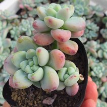 라울군생 키우기 쉬운 실내 거실 다육 식물 화분 랜덤발송, 단품