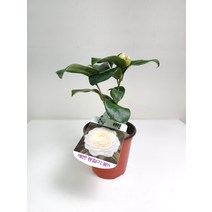 귀한 백동백나무 귀한소품 겨울꽃 152579