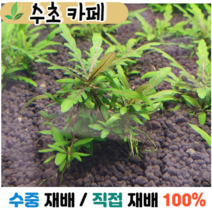 수초카페) 하이그로 피나디피다 1촉 전경수초 초보수초 자연수초 관상수초 재배수초