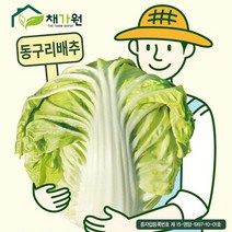 아시아종묘 배추씨앗종자 동구리배추 (100립), 선택완료, 단품없음