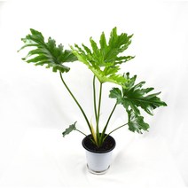 필로덴드론 호프셀렘 Philodendron Hope Selloum 중형 공기정화식물 플렌테리어 인테리어, 1개