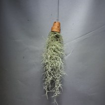[공룡꽃식물원]수염 틸란드시아(토분) 공중식물 45, 배송