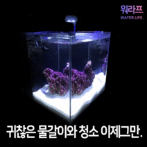 [수족관달팽이] 느티나무 달팽이 미니어항세트 소 유리 수족관세트, 상세설명 참조