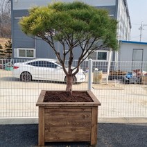 희원식물원 QQ정사각대형 도로바퀴화분, QQ1007