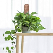 홈가드닝 식물 인테리어 수태봉 연결형 코코넛봉 지주대 공중뿌리 지지대, 30cm, 1개