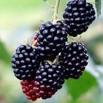 2022년산 블랙베리복분자 슈퍼복분자 5kg, 1개