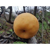 배나무묘목 신고 화산 접목1년생 유실수 과실수 서울농원묘목, 화산배