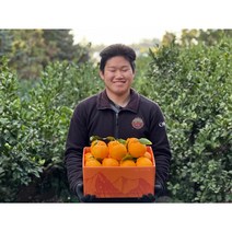 [제직증명] 초신선 한라봉 1월특가(한정수량), 돌담농장 초고당도 명품선물세트 3KG특대과(7~9)