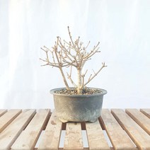 그린피아약초 미스김 라일락 미니 묘목 나무 분재 향기 실내 정화 식물 책상 화분