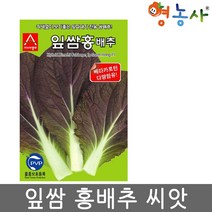 잎쌈홍배추씨앗 500립 홍쌈배추 쌈채소 씨앗 채소씨앗