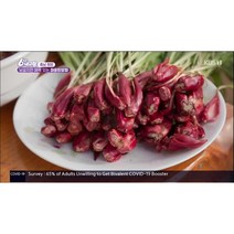 6시 내고향 출연! 마운틴양파(특) 항암효과에 좋은 양파, 30개
