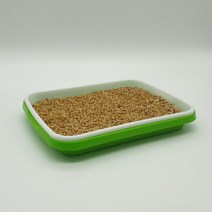 쪽파 종구 모종 씨앗 가을파종꽃씨 대파 가을꽃 양파 국화 잔디씨 무순 키우기 시금치 꽃모종 식물 틔움