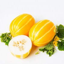 성주참외 농장 산지직송 못난이 가정용 1kg /2kg참외 당일수확 박스 포장 제철과일 황금알참외 시세, 못난이 가정용2kg