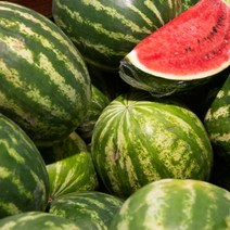 [특등급선별] 수박 10kg 과일 과일세트 망고수박 고창수박 노란수박 고당도수박 수박구매 수박당도 수박농가 수박농장 꿀수박 수박판매 맛있는수박 노래방 과일안주 과일 안주, 1개