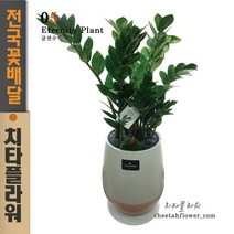 치타플라워 승진축하화분 금전수 공기정화식물 [CTdon04-07] 이사 생일 개업 관엽식물 전국 당일 꽃배달 (서울.경기일부 이미지와 동일상품 출고)