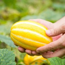 성주 정품 꿀 참외 3kg 5kg 10kg 10키로 가정용 선물용 고당도 박스포장 랜덤 소 특 로열 소과 중과 대과 못난이 하우스 참외, 12. 성주참외 10kg(선물용/23-35과)