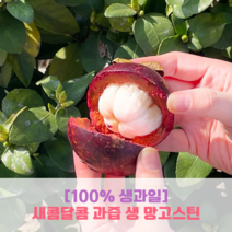 [규룻트] 생 망고스틴 태국 항공 직수입 열대과일 1kg 2kg, 1개