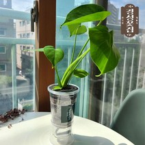경성꽃집 특허화분 쉽고 간편한 식물키우기 몬스테리아