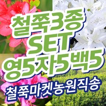 (영산홍5 자산홍5 백철쭉5) 철쭉마켓 철쭉 묘목 꽃 나무 연산홍 백철 베니 정원 마당 조경수 정원수 울타리 키우기 화목류 철죽 농원 꽃나무 울타리, 빨강5보라5흰색5 (빨강만 작음 25-30cm전후)