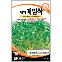 새싹 메밀싹800립 씨앗 세계, 1개