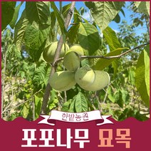 포포나무 접목 2년생 엘리 쉐난도 래퍼해녹 서스퀘해나 와바시 원예 가든 조경 유실수 과실수 묘목 정원꾸미기, 포포나무접목2년생